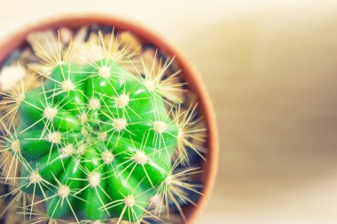 Plastik kapta kaktüs ve klasik ton