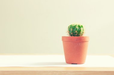 Kaktüs, ahşap zemindeki plastik tencerede ve klasik tonda.