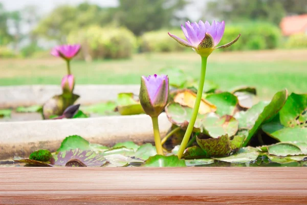 purple water lily in lotus garden