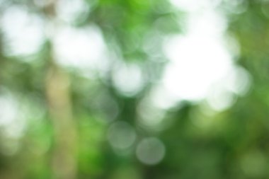 Beyaz arka plan bulanık / doğa yumuşak zemin soyut arka plan. duvar kağıdı ve arka plan için kullanılan