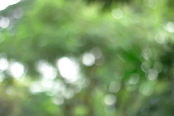 Green Nature Suddig Ljus Abstrakt Bakgrund Naturligt Utomhus Bokeh Suddig — Stockfoto