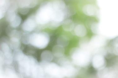 Yeşil doğa ışık arka plan bulanık / doğal açık havada bokeh, bulanık orman arka plan