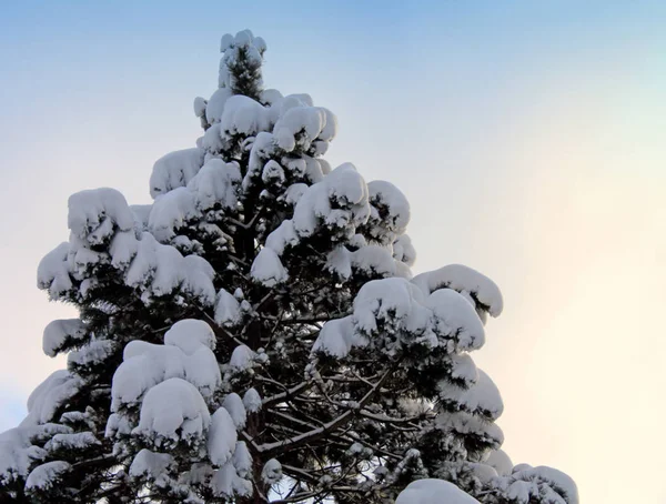 Гілки дерев покриті білим снігом . — стокове фото