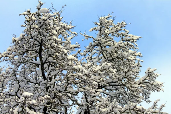 Branches d'arbres recouvertes de neige blanche . — Photo