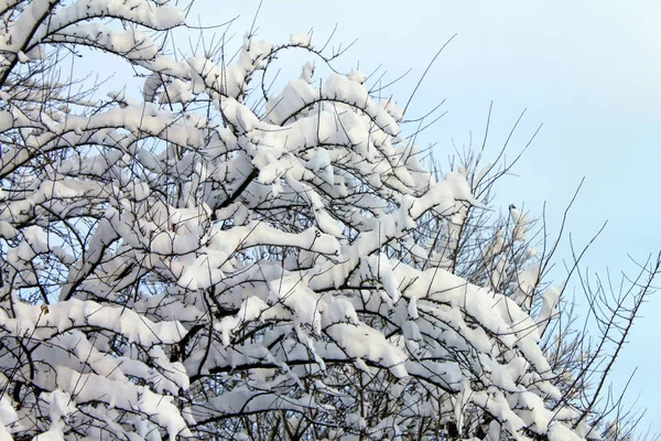 白雪に覆われた木の枝. — ストック写真