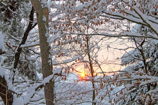 Ramas de árboles cubiertas de nieve blanca . —  Fotos de Stock