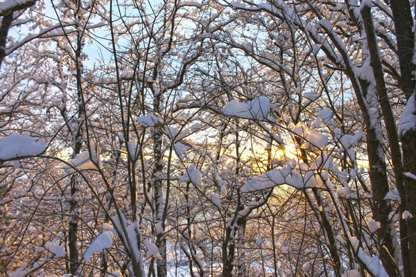 Ramas de árboles cubiertas de nieve blanca . — Foto de Stock