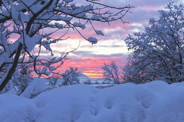 Branches d'arbres recouvertes de neige blanche . — Photo