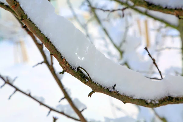 Гілки дерев покриті білим снігом . — стокове фото