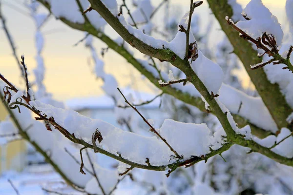 Ramas de árboles cubiertas de nieve blanca . —  Fotos de Stock
