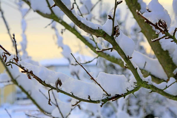 Ramas de árboles cubiertas de nieve blanca . — Foto de Stock