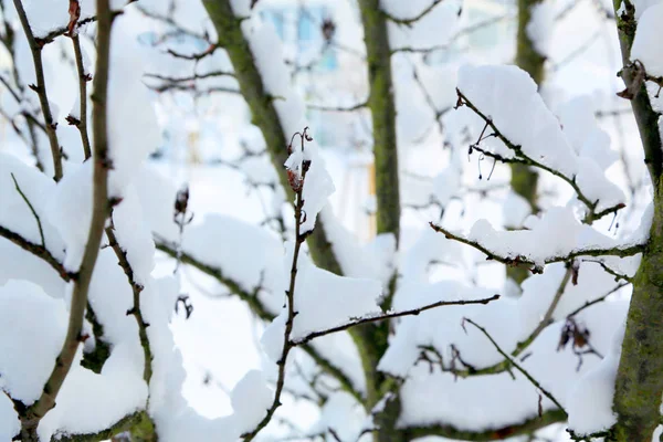 Ramos de árvores cobertos de neve branca . — Fotografia de Stock