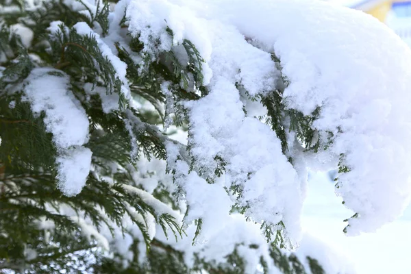 Branches d'arbres recouvertes de neige blanche . — Photo