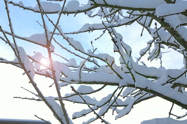 Fehér hó borította faágak. — Stock Fotó