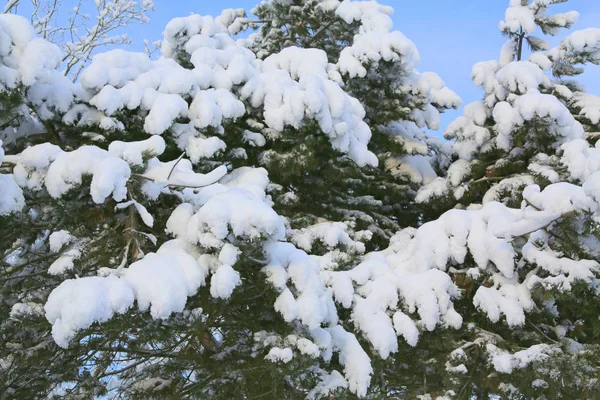 Ramos de árvores cobertos de neve branca . — Fotografia de Stock
