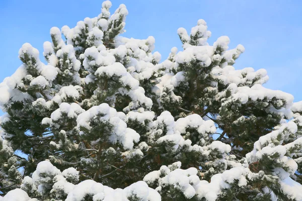 Branches d'arbres recouvertes de neige blanche . — Photo