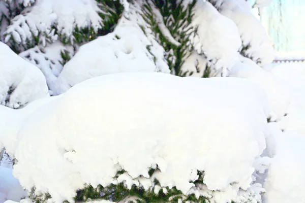 Ramos de árvores cobertos de neve branca . — Fotografia de Stock