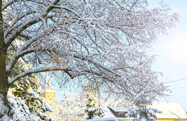 Branches d'arbres recouvertes de neige blanche . — Photo