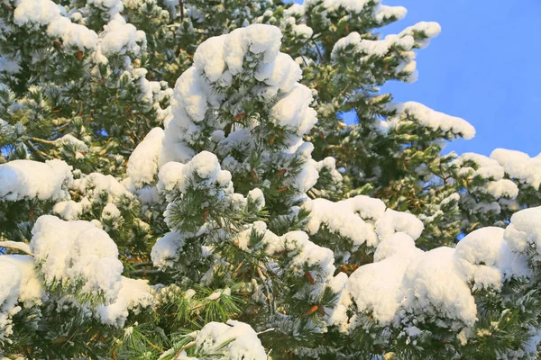 Branches d'arbres recouvertes de neige blanche . — Photo