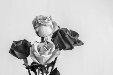 Beyaz arkaplanda güller.