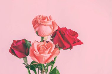 gül pembe bir arka plan ile.