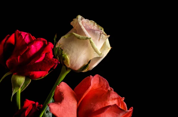 Roses on black background. — Stock Photo, Image