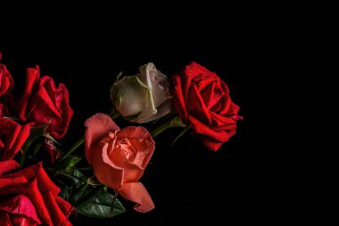 siyah arka plan üzerine gül.