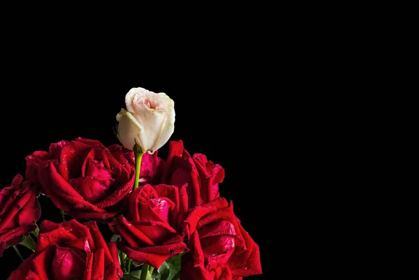 Rosas sobre un fondo negro. —  Fotos de Stock