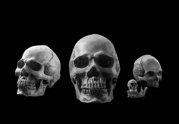 Crâne avec un fond noir. — Photo