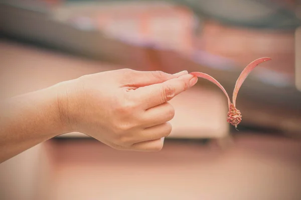 Hand holding a lace — Stock Photo, Image