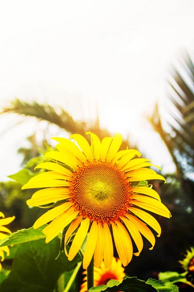 Sunflowers with the nature. — Stock Photo, Image