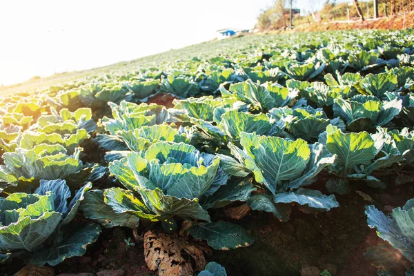 산에 양배추. — 스톡 사진