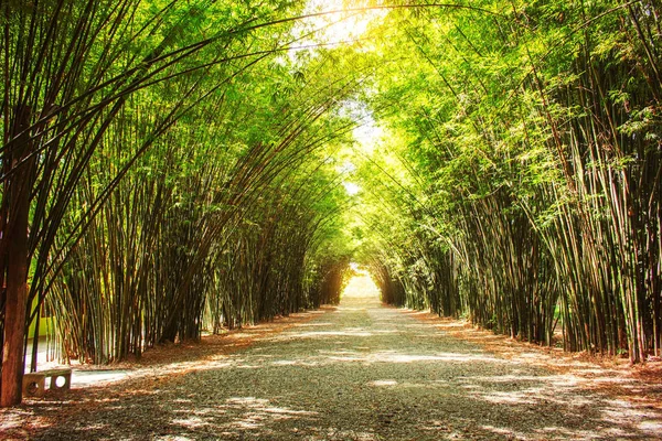 Бамбуковый сад на дорожке . — стоковое фото