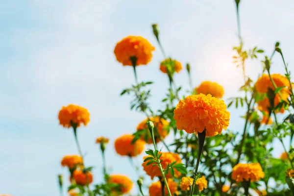 Marigolds in the garden at sky. — Stock Photo, Image