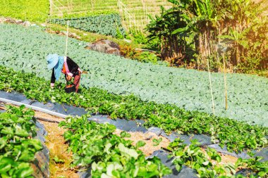 Çiftçiler dağlarda çilek toplama vardır.