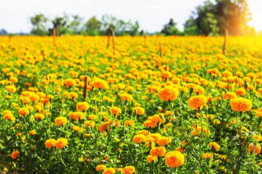 Marigolds bir gündüz dikildi.
