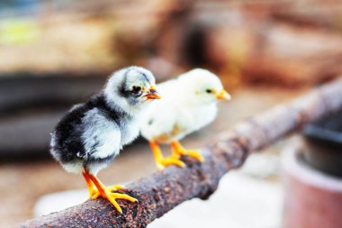 Bir tahta üzerinde küçük civciv