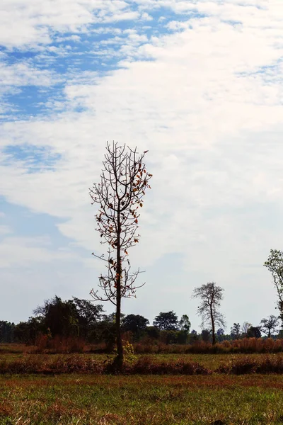 Droge bomen op een veld. — Stockfoto