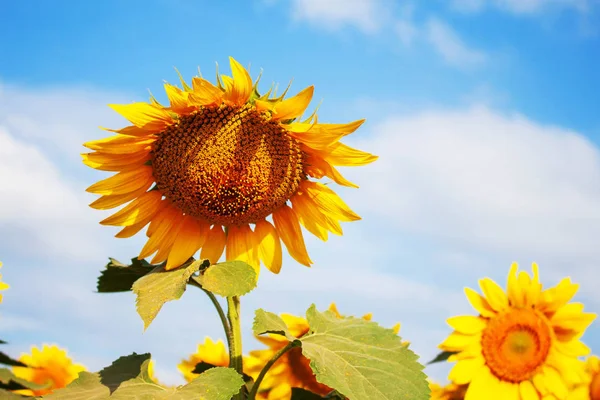 Girasol en un cielo brillante. —  Fotos de Stock