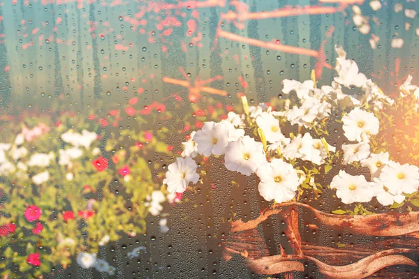 Flores de plantas en maceta con gotitas de agua sobre vidrio . —  Fotos de Stock