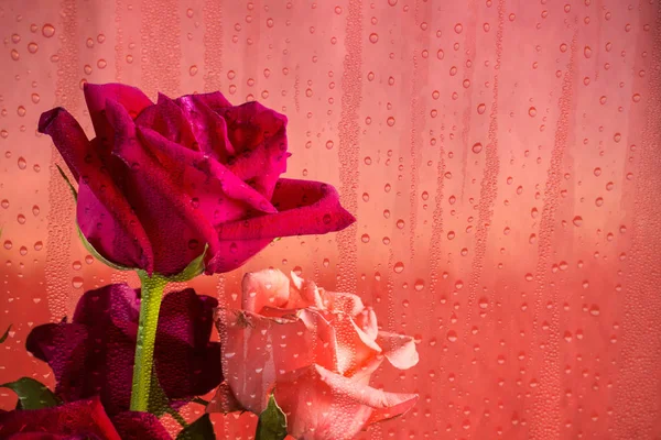 Róża z wody spadnie na szybie. — Zdjęcie stockowe