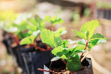 Çilek bir çanta içinde.