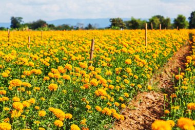 kadife çiçeği doğa ve gökyüzü.