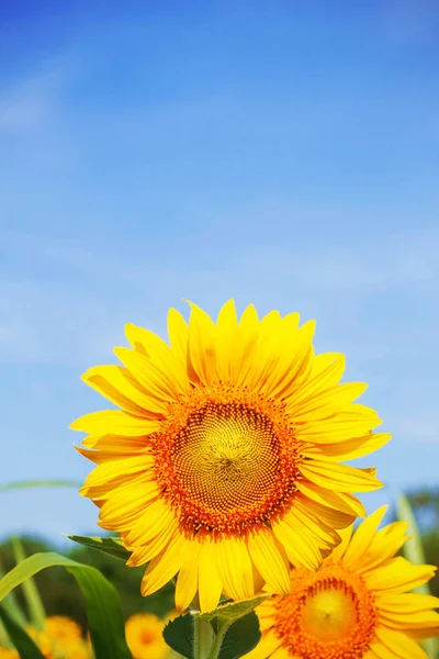 Girasol con un cielo azul . —  Fotos de Stock