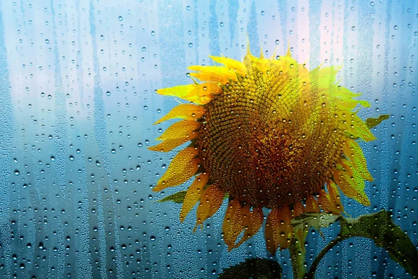 Gotas em vidro com girassóis . — Fotografia de Stock