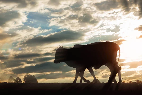 Mucca con sole la sera . — Foto Stock