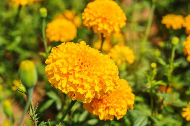 Marigolds Bahçe.
