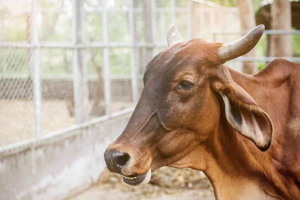 Koe in de dierentuin van het platteland. — Stockfoto