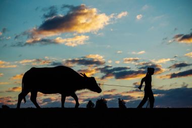 Farmers and buffaloes at sunset. clipart