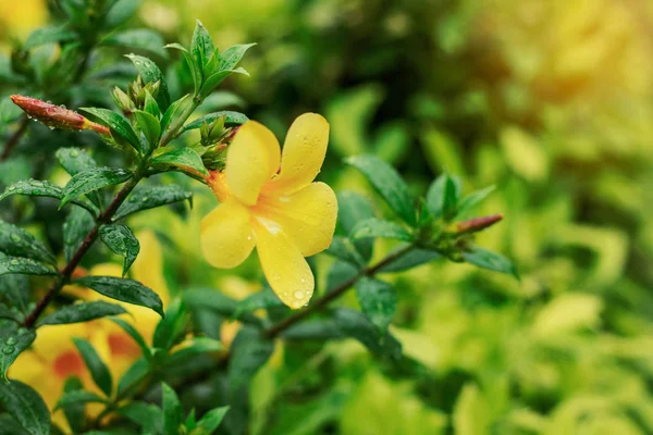 Flowers and leaves in the rainy season.